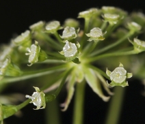 Cicuta maculata var. angustifolia