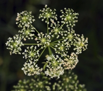 Cicuta maculata var. angustifolia
