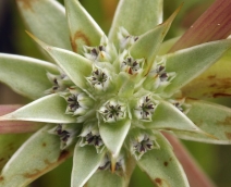 Eryngium armatum