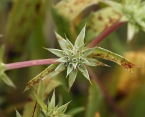Eryngium armatum