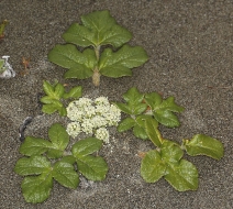 Glehnia littoralis