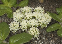 Glehnia littoralis