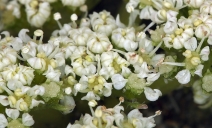 Glehnia littoralis