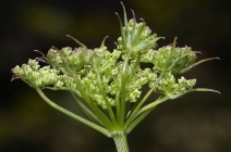 Ligusticum californicum