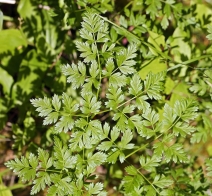 Ligusticum californicum