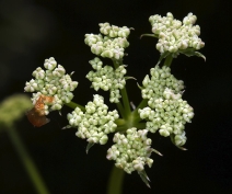 Ligusticum californicum