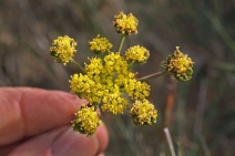 Lomatium caruifolium var. caruifolium