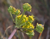 Lomatium caruifolium