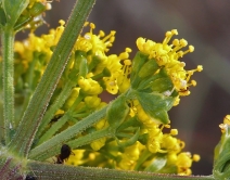 Lomatium caruifolium var. caruifolium