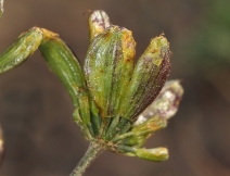 Lomatium caruifolium var. caruifolium