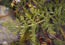 Lomatium dasycarpum ssp. dasycarpum