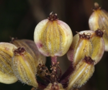 Lomatium dasycarpum ssp. dasycarpum