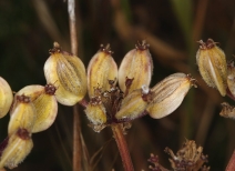 Lomatium dasycarpum