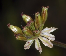 Lomatium hooveri
