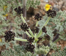 Lomatium mohavense