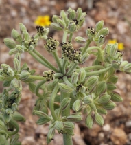 Lomatium mohavense