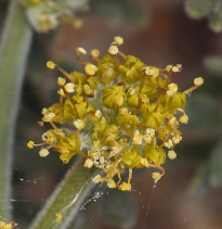 Lomatium mohavense