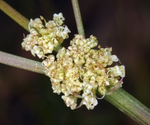Lomatium tracyi