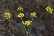 Lomatium triternatum var. triternatum