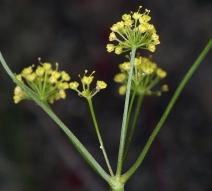 Lomatium triternatum var. triternatum