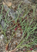 Lomatium triternatum