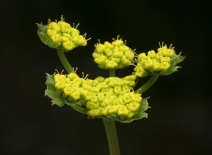 Lomatium utriculatum