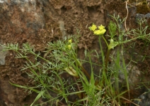 Lomatium utriculatum