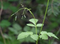Osmorhiza berteroi