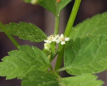 Osmorhiza berteroi