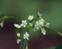 Osmorhiza berteroi
