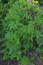 Osmorhiza occidentalis