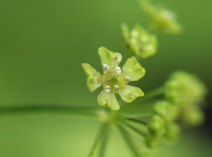 Osmorhiza occidentalis