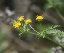 Sanicula arguta