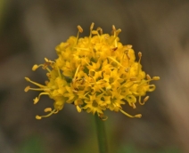 Sanicula arguta