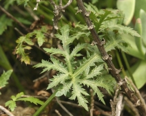 Sanicula arguta