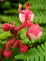 Gaultheria shallon