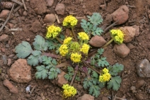 Sanicula graveolens