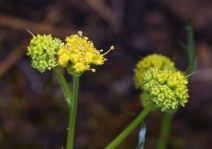 Sanicula peckiana
