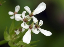 Scandix pecten-veneris