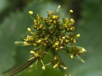 Tauschia hartwegii