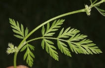 Torilis nodosa