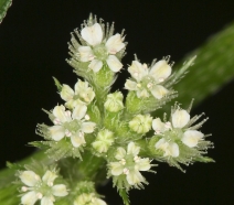 Torilis nodosa
