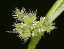 Torilis nodosa