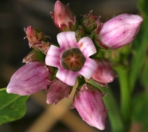 Apocynum androsaemifolium