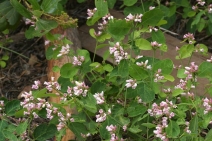 Apocynum androsaemifolium