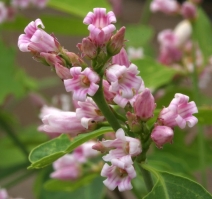 Apocynum androsaemifolium