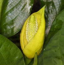 Lysichiton americanus