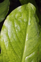 Lysichiton americanus