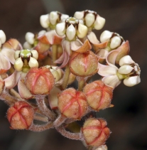Asclepias albicans