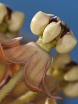Asclepias albicans